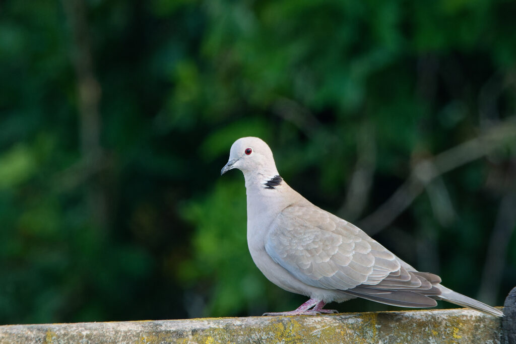 Photo of Collared Dove